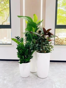 北仑植物租摆服务好